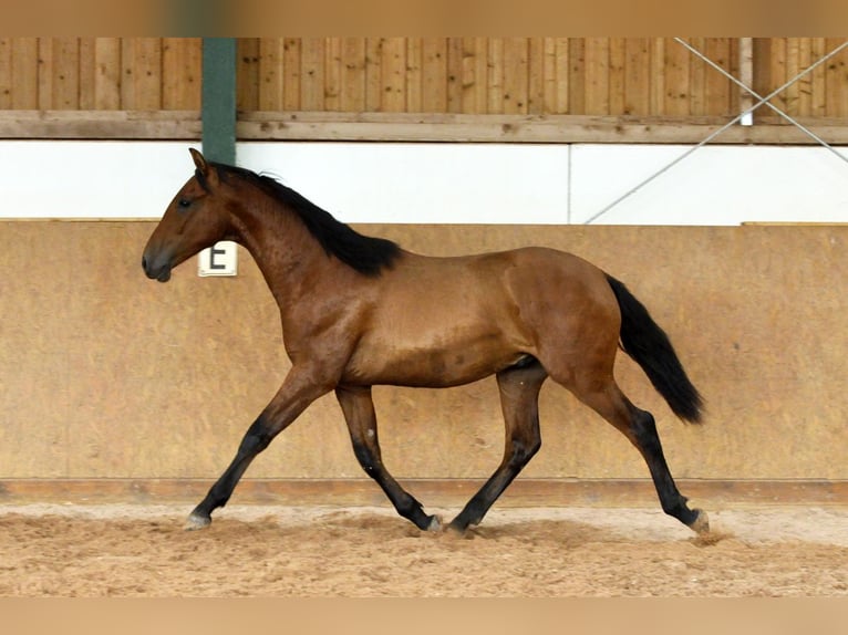 PRE Croisé Étalon 1 Année 167 cm Bai in Waldhölzbach