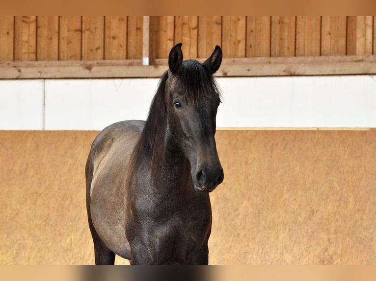 PRE Croisé Étalon 1 Année 167 cm Gris in Waldhölzbach