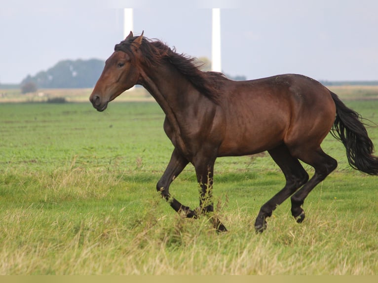 PRE Croisé Étalon 1 Année 168 cm Bai brun in Wremen