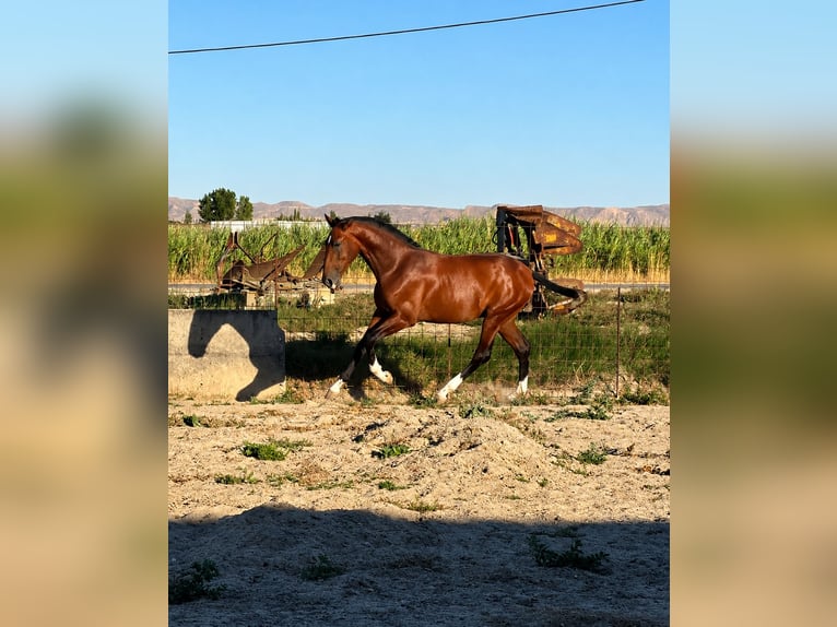 PRE Étalon 1 Année 168 cm Bai in Valtierra
