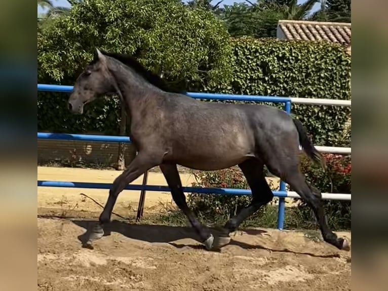 PRE Croisé Étalon 1 Année 170 cm Gris in Fuentes De Andalucia