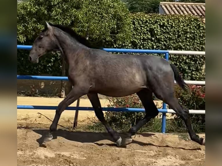 PRE Croisé Étalon 1 Année 170 cm Gris in Fuentes De Andalucia