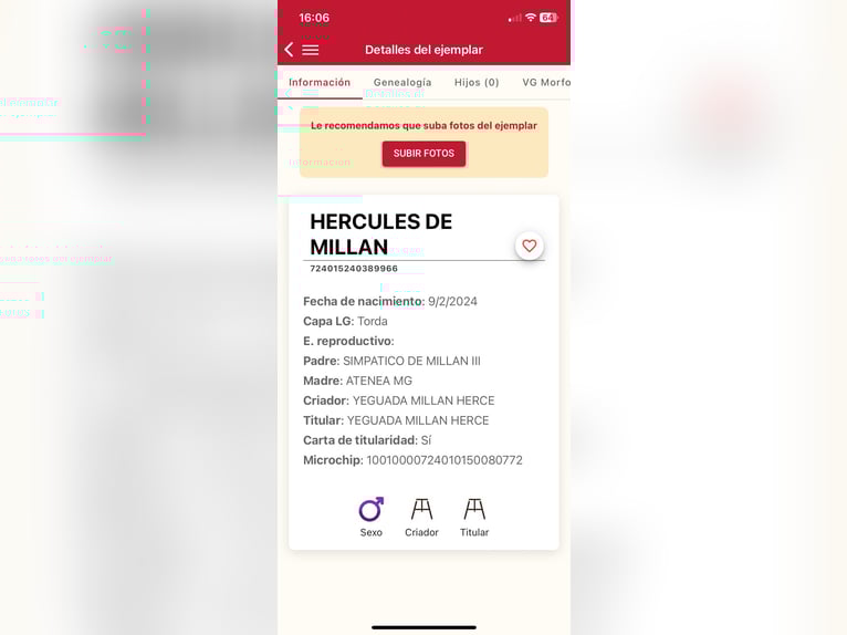 PRE Croisé Étalon 1 Année 170 cm Gris in Fuentes De Andalucia