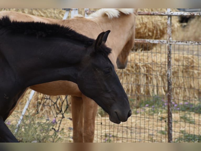 PRE Étalon 1 Année 170 cm Noir in El Real De La Jara