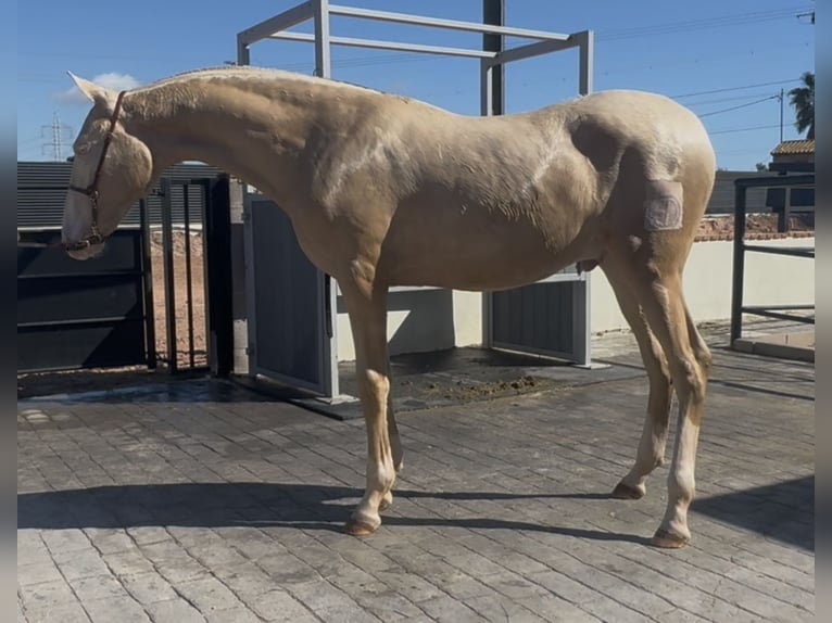 PRE Étalon 1 Année 170 cm Perlino in Vila-Real/Villarreal