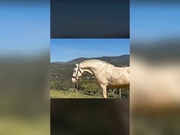 PRE Croisé Étalon 1 Année 170 cm Perlino in Vila-Real/Villarreal