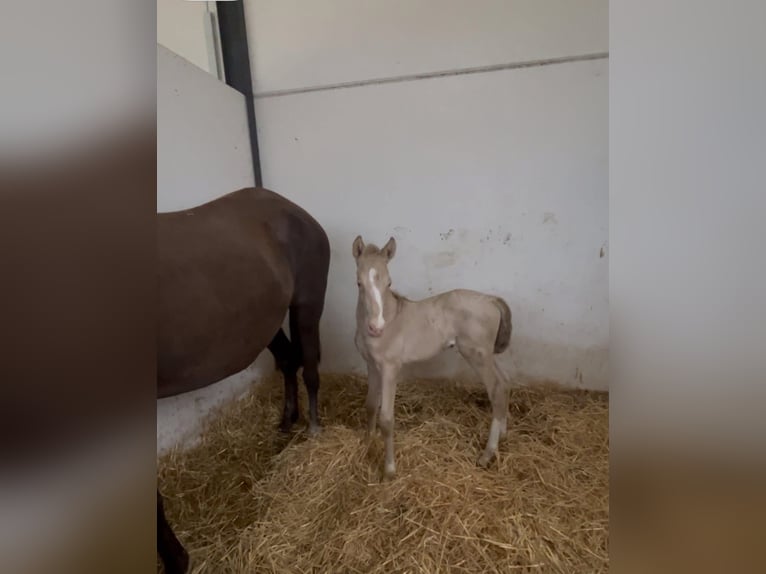 PRE Croisé Étalon 1 Année 170 cm Perlino in Vila-Real/Villarreal