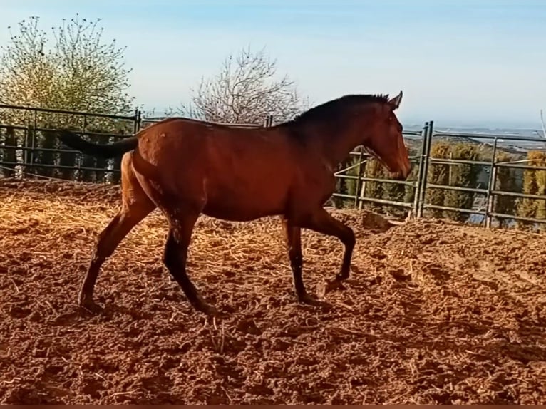 PRE Étalon 1 Année 173 cm Bai brun in Estepa
