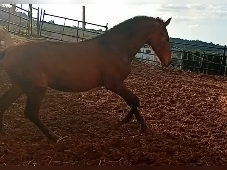 PRE Étalon 1 Année 173 cm Bai brun in Estepa