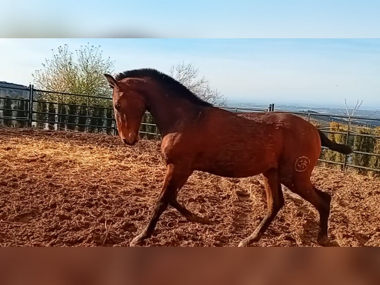 PRE Étalon 1 Année 173 cm Bai brun in Estepa