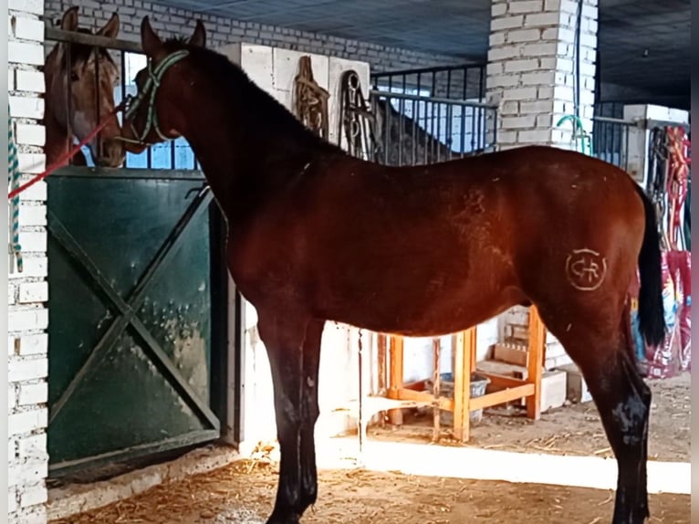 PRE Étalon 1 Année 173 cm Bai brun in Estepa