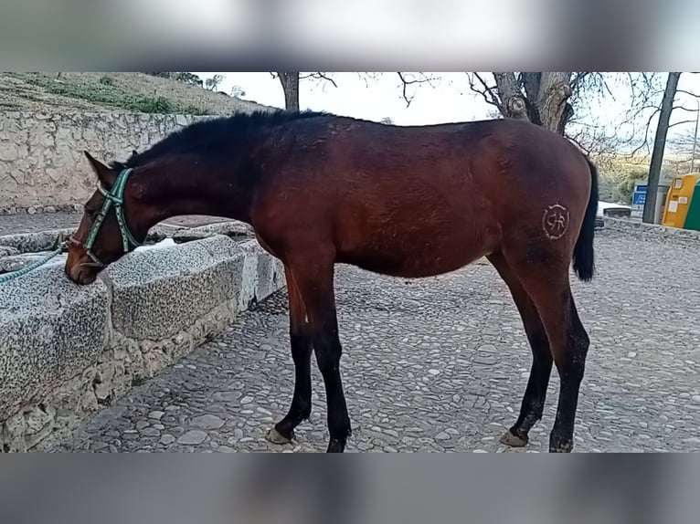 PRE Étalon 1 Année 173 cm Bai brun in Estepa