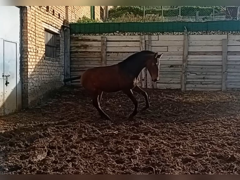 PRE Étalon 1 Année 173 cm Bai brun in Estepa