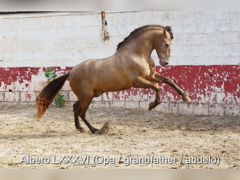 PRE Étalon 1 Année Bai brun in Provinz Granada