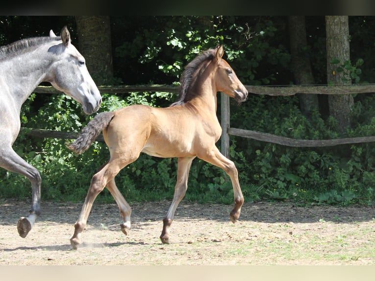 PRE Étalon 1 Année Bai brun in Alveringem