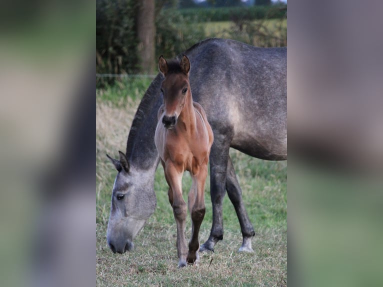 PRE Étalon 1 Année Bai brun in Alveringem