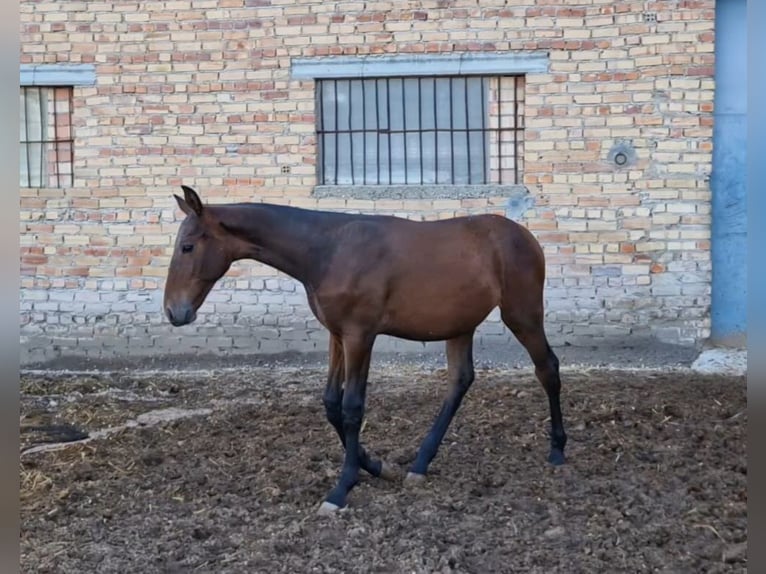 PRE Croisé Étalon 1 Année Bai brun in Estepa