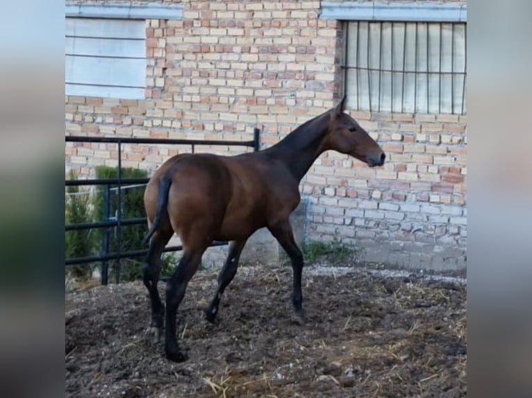 PRE Croisé Étalon 1 Année Bai brun in Estepa