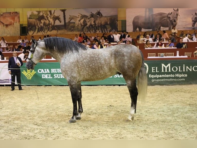 PRE Croisé Étalon 1 Année Bai cerise in Badajoz