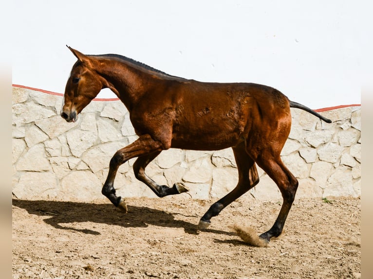 PRE Croisé Étalon 1 Année Bai cerise in Badajoz