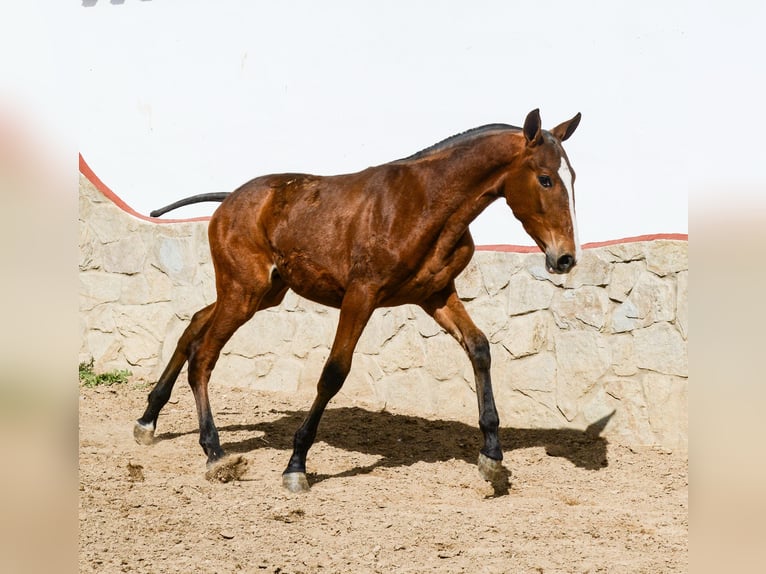 PRE Croisé Étalon 1 Année Bai cerise in Badajoz