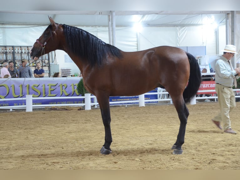 PRE Croisé Étalon 1 Année Bai cerise in Badajoz