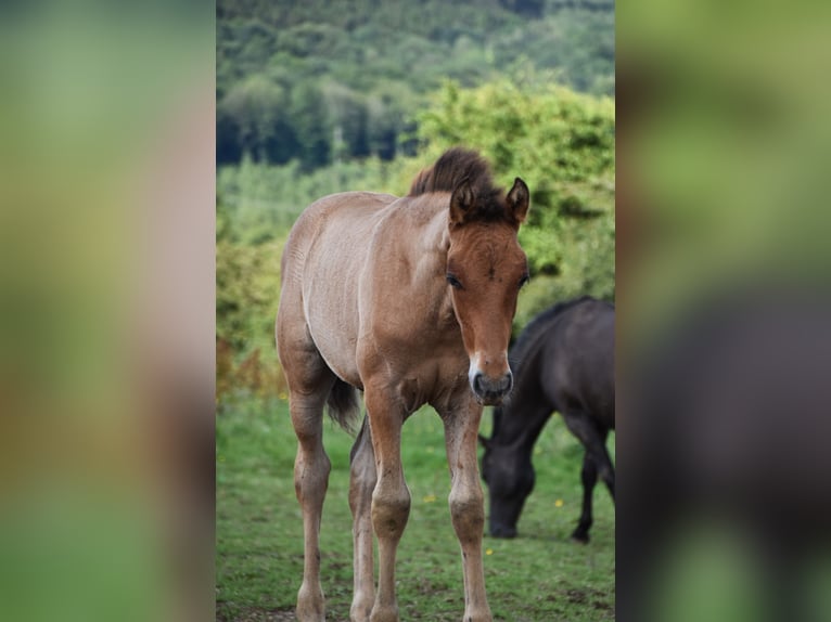 PRE Étalon 1 Année Bai in Dochamps