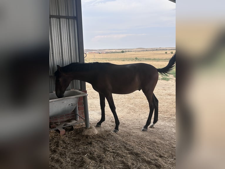 PRE Étalon 1 Année Bai in Toledo