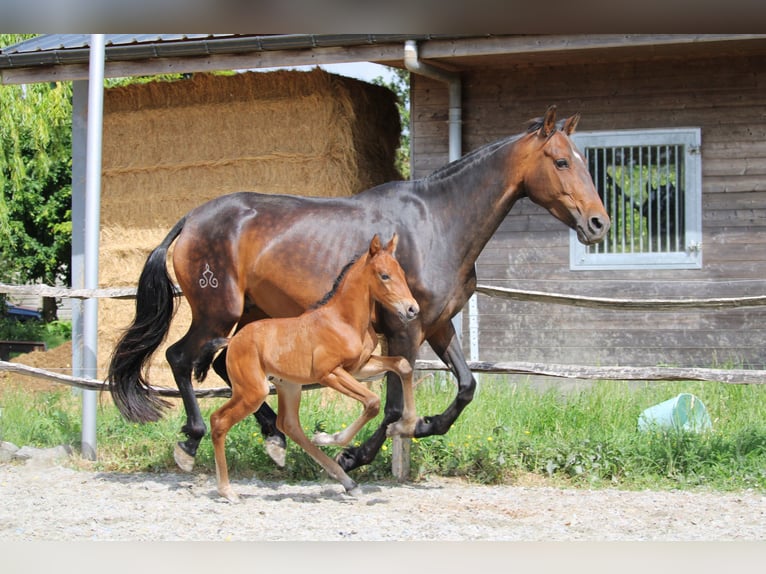 PRE Étalon 1 Année Bai in Alveringem