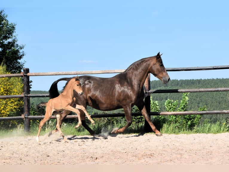 PRE Étalon 1 Année Buckskin in Manhay