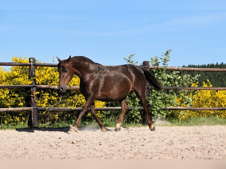 PRE Étalon 1 Année Buckskin in Manhay