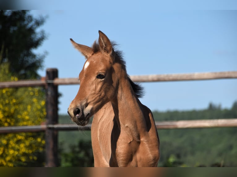 PRE Étalon 1 Année Buckskin in Manhay
