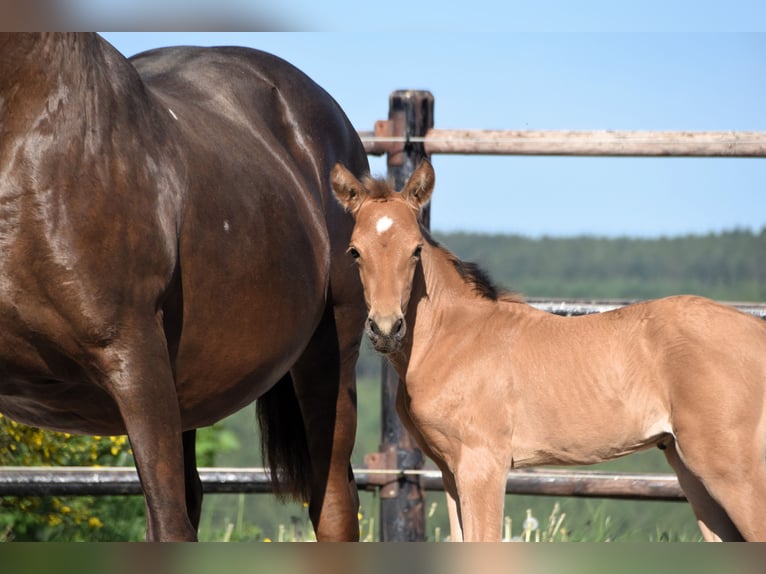 PRE Étalon 1 Année Buckskin in Manhay