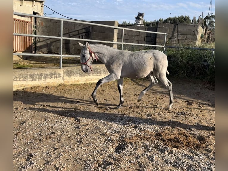 PRE Croisé Étalon 1 Année Gris in Revilla de Camargo