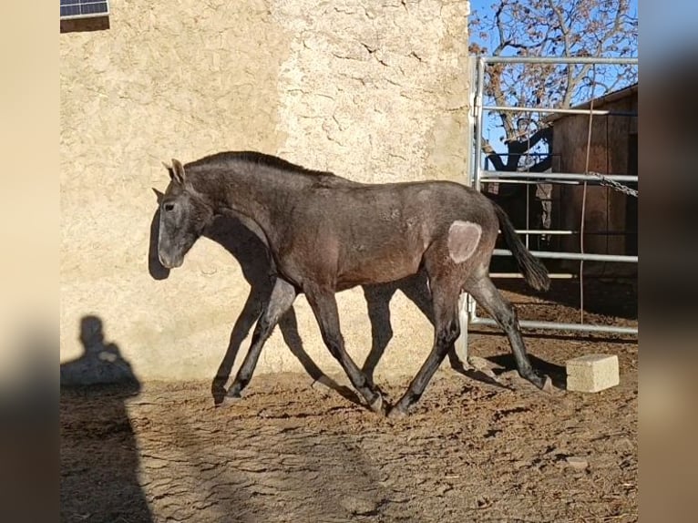 PRE Croisé Étalon 1 Année Gris in Cadiar