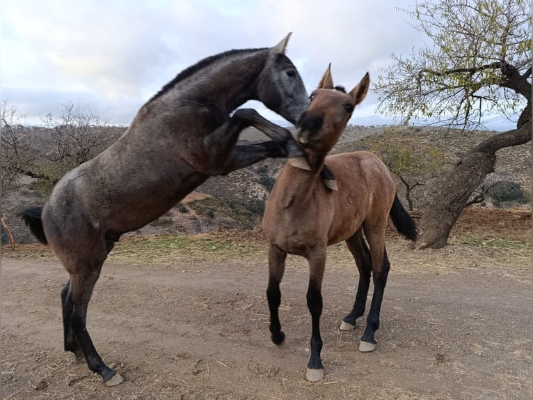 PRE Croisé Étalon 1 Année Gris in Cadiar