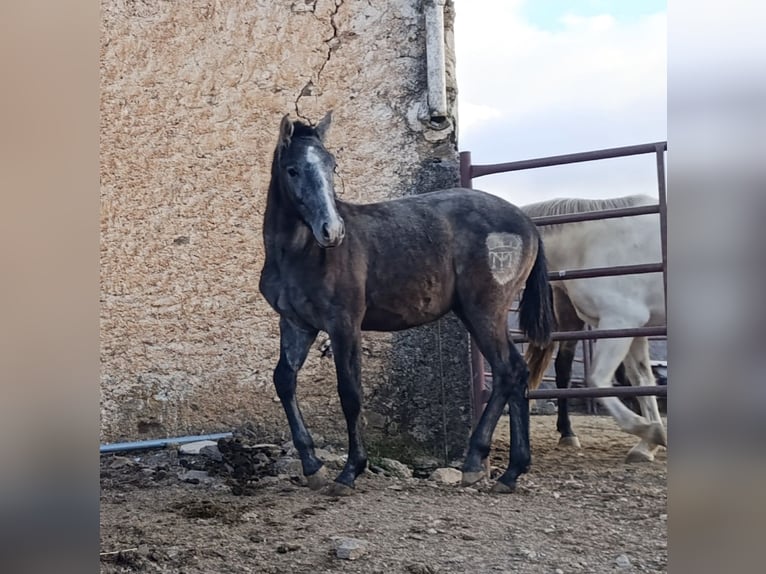 PRE Croisé Étalon 1 Année Gris in Cadiar