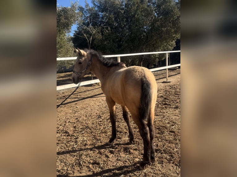 PRE Croisé Étalon 1 Année Gris in Jaen