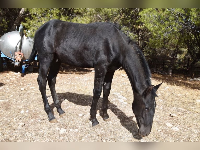 PRE Étalon 1 Année Gris in Provinz Granada