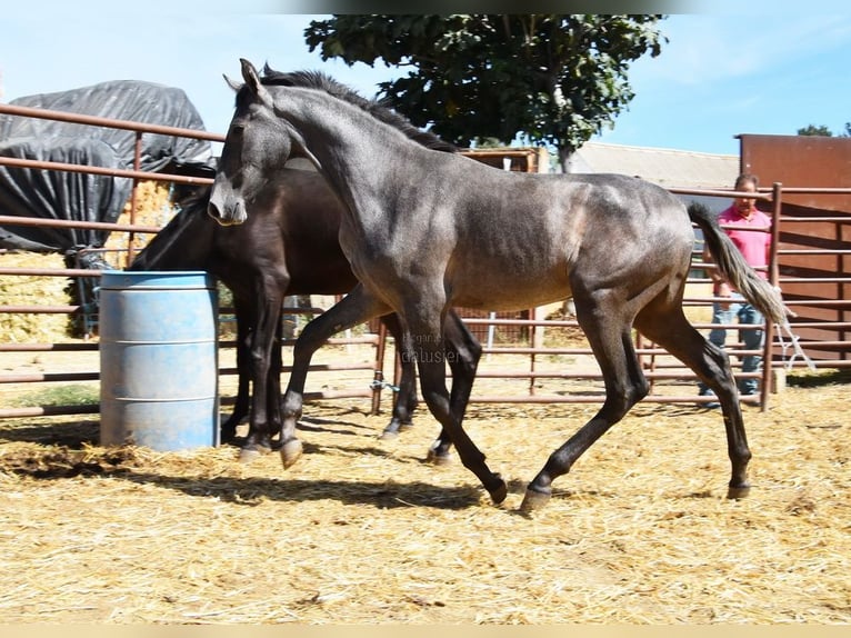 PRE Étalon 1 Année Gris in Provinz Granada