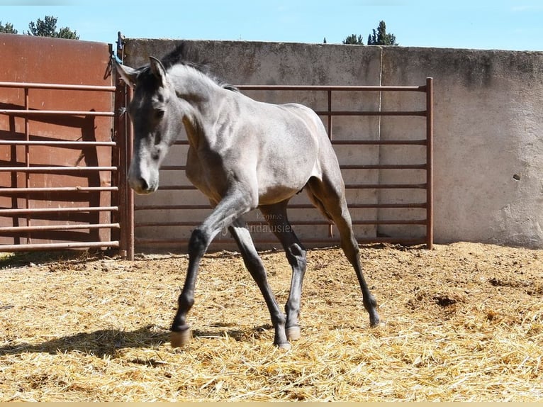 PRE Étalon 1 Année Gris in Provinz Granada