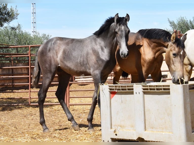 PRE Étalon 1 Année Gris in Provinz Granada