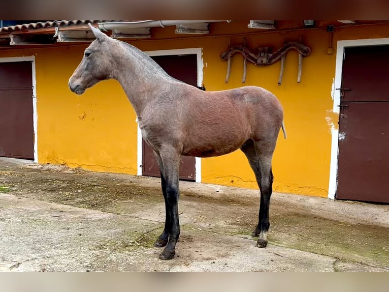 PRE Étalon 1 Année Gris in Ivanrey