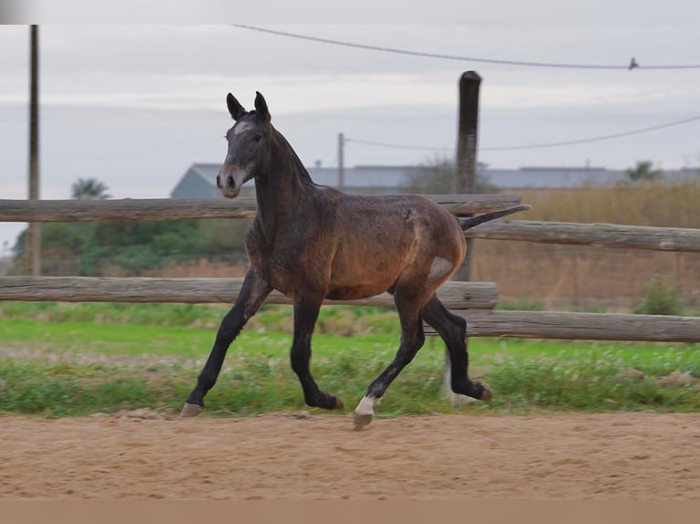 PRE Croisé Étalon 1 Année Gris in Deltebre