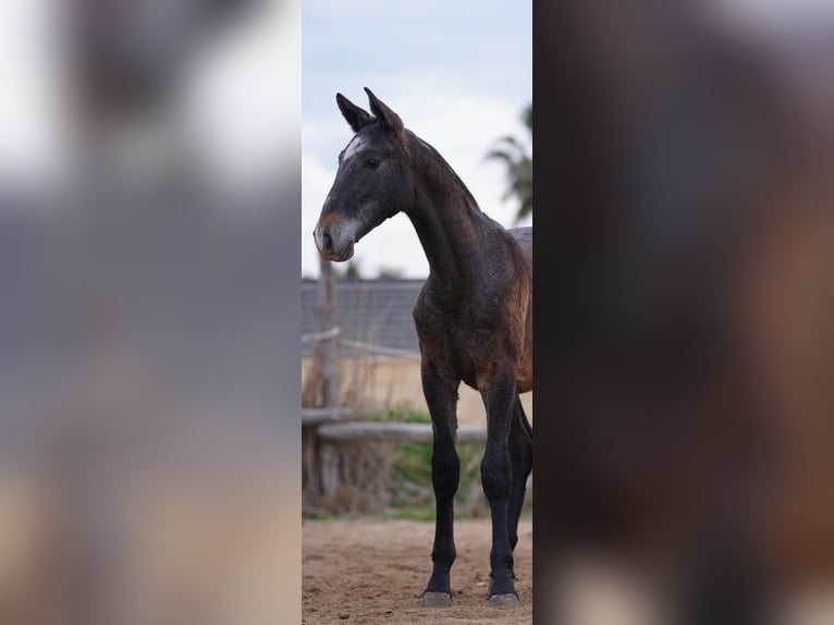 PRE Croisé Étalon 1 Année Gris in Deltebre