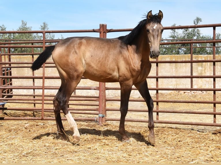 PRE Croisé Étalon 1 Année Isabelle in Provinz Granada