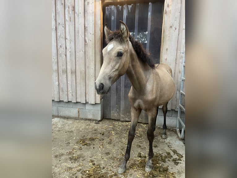 PRE Étalon 1 Année Isabelle in Klagenfurt,11.Bez.:St. Ruprecht