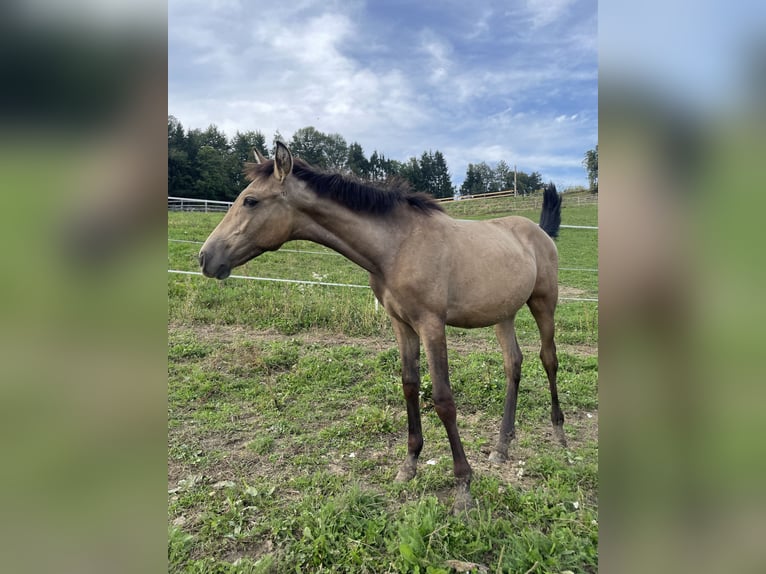 PRE Étalon 1 Année Isabelle in Klagenfurt,11.Bez.:St. Ruprecht