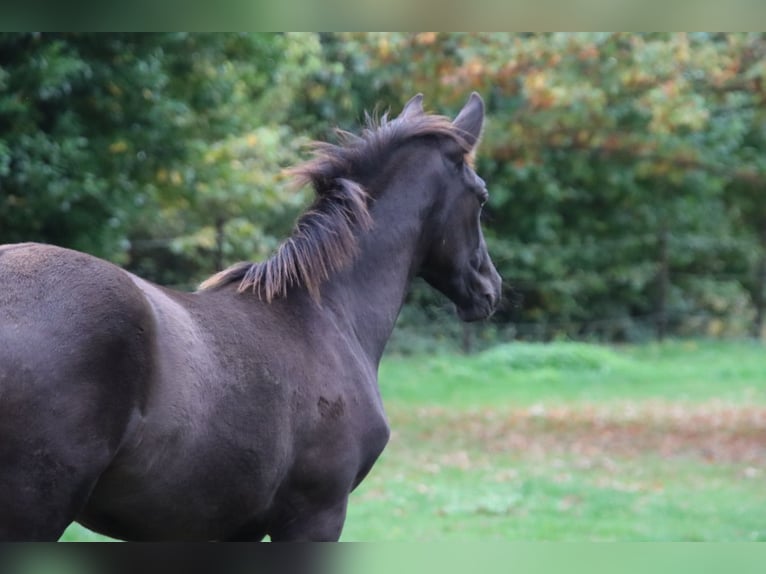 PRE Croisé Étalon 1 Année Noir in Pellenberg