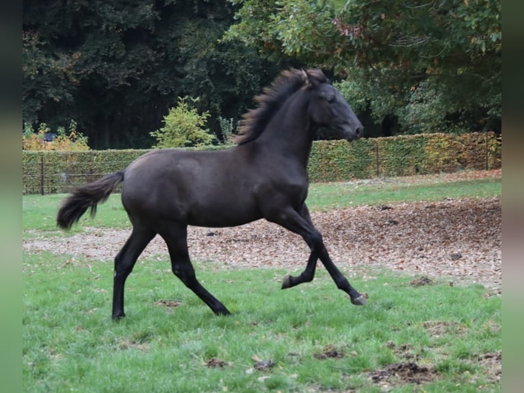 PRE Croisé Étalon 1 Année Noir in Pellenberg